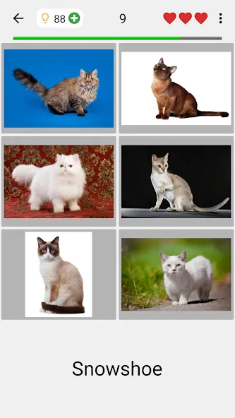 Cats Quiz Guess Popular Breeds  [МОД Menu] Screenshot 2