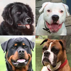 Взломанная Dogs Quiz - Guess All Breeds!  [МОД Бесконечные деньги] - стабильная версия apk на Андроид